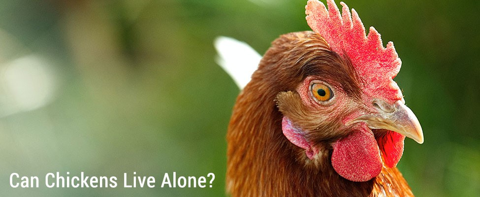 can_chickens_live_alone can_chickens_live_alone