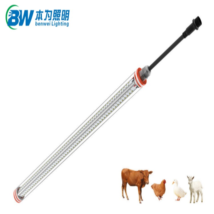 chicken coop lighting for egg production chicken coop lighting for egg production