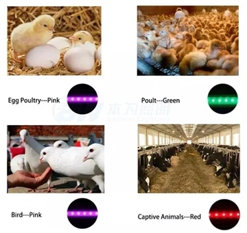 Prečo má hydina svetlé aj tmavé mäso