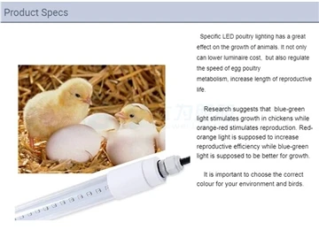 Aké sú fyziologické účinky LED farmárskych svetiel na kurčatá?