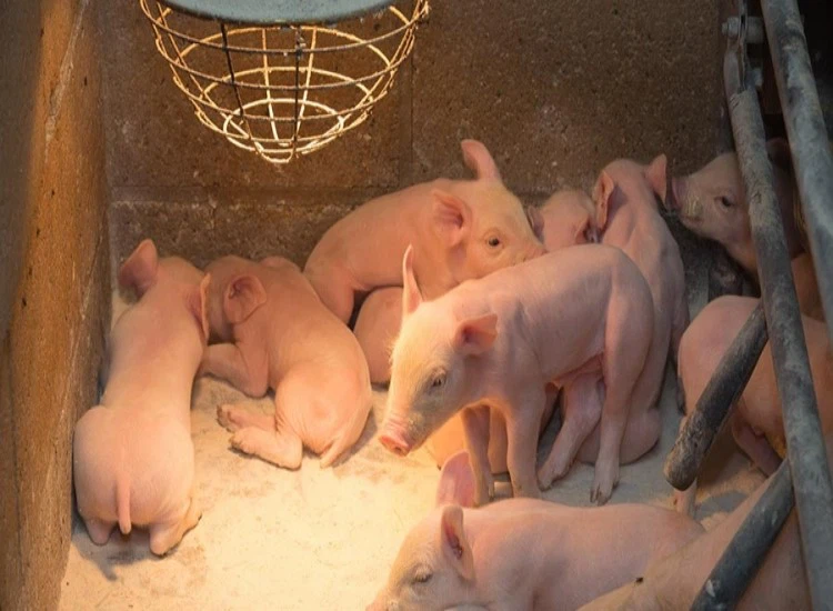 Pig Growing light Pig Growing light